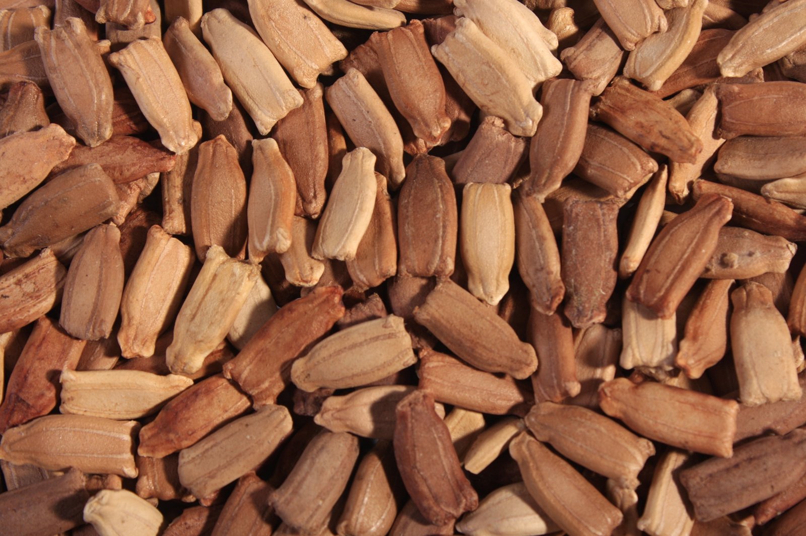 Roasted Salted Wood Pulp Seeds 250g - Image 2